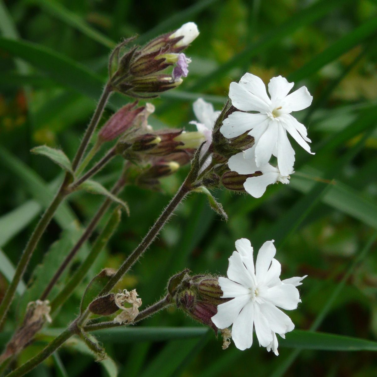 Silene Alba. Hvit Jonsokblom -Frø-