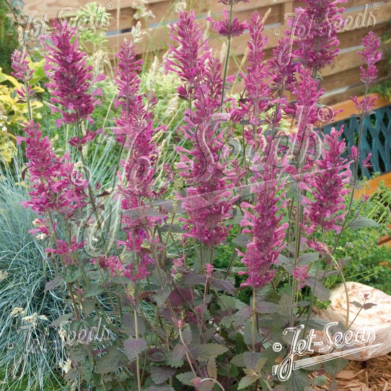 Agastache Cana-Hybr Bolero -Frø-