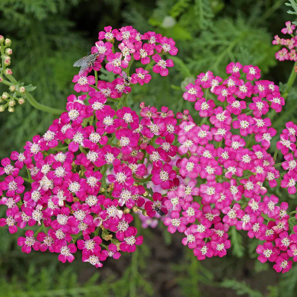 Hovedbilde Achillea millefolium Lilac Beauty. Praktryllik  1 ...