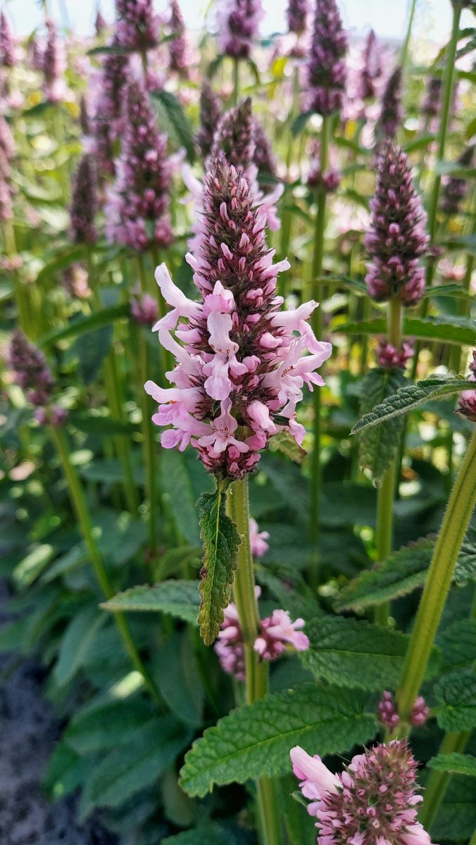 Stachys officinalis Pinky. Betonie  1 rot