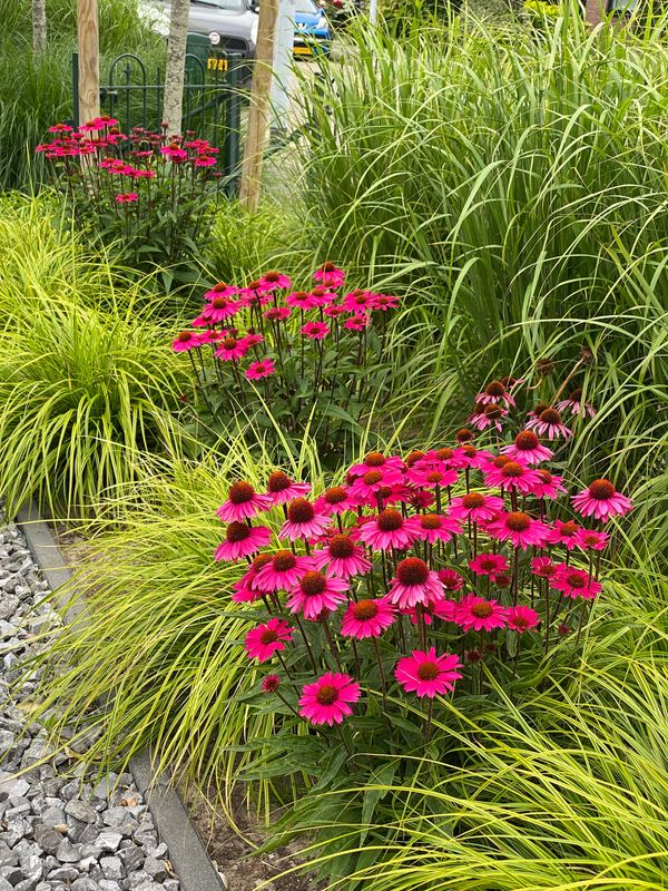 Echinacea purpurea Vintage Wine. Solhatt - 1 rot 