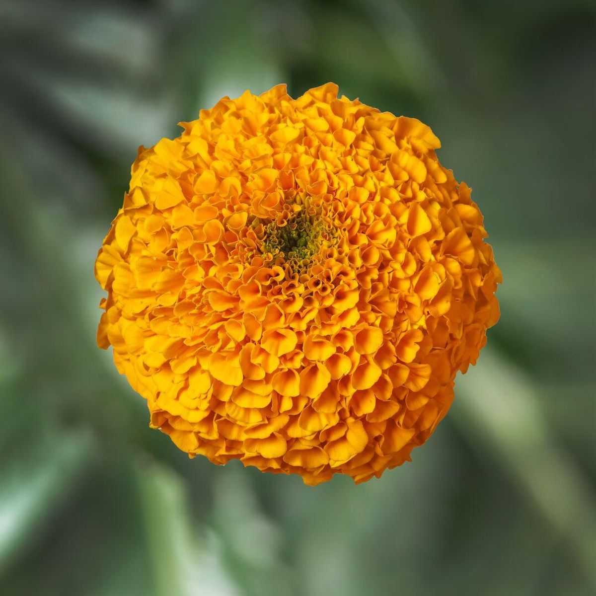 Tagestes erecta Antigua Orange-Frø- Fløyelsblomst