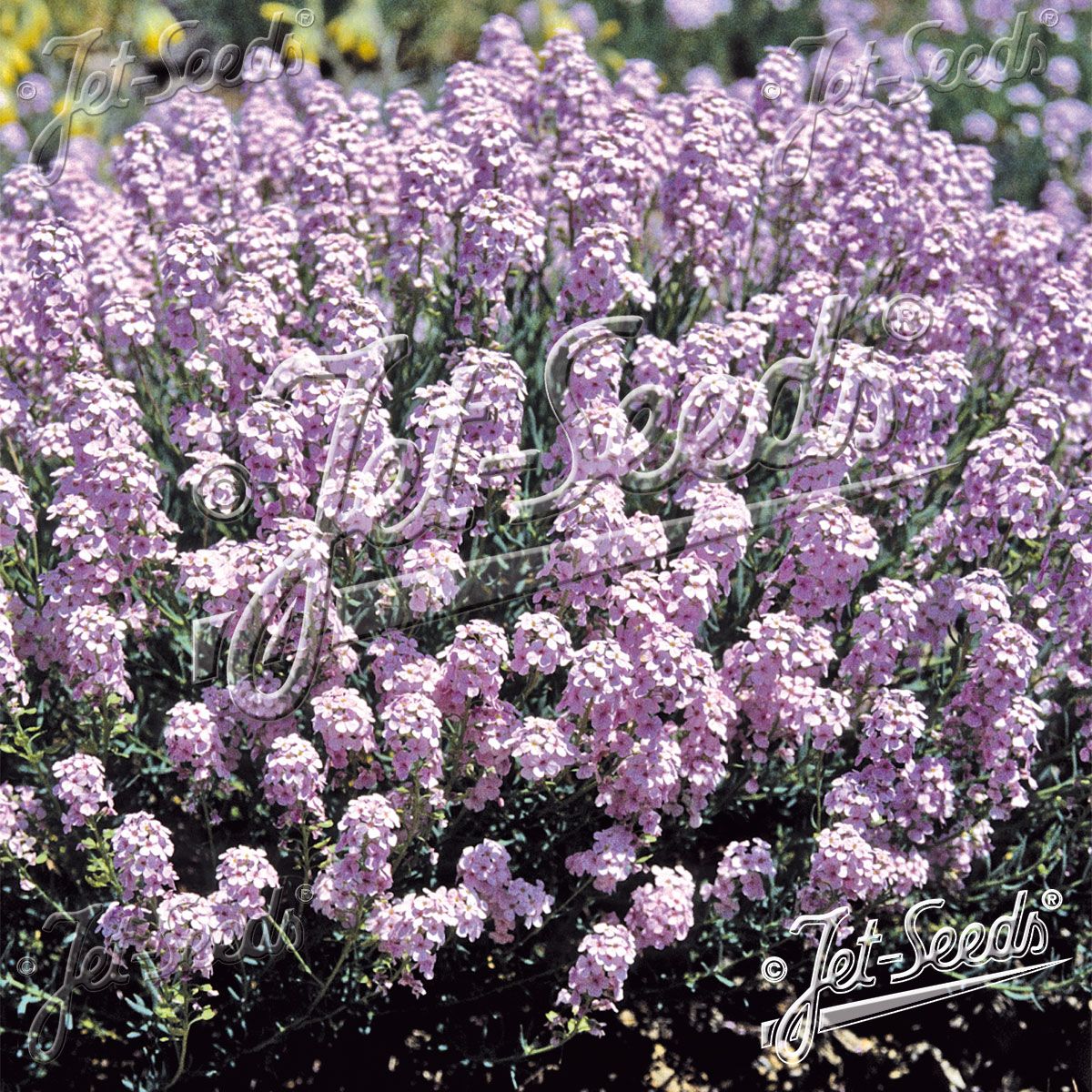 Aethionema grandiflorum. Vokskorsblomst  - Frø -