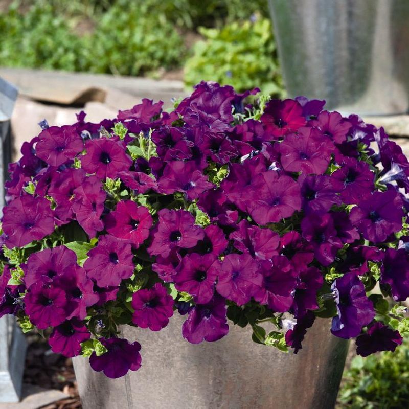 Petunia Success violet -Frø-
