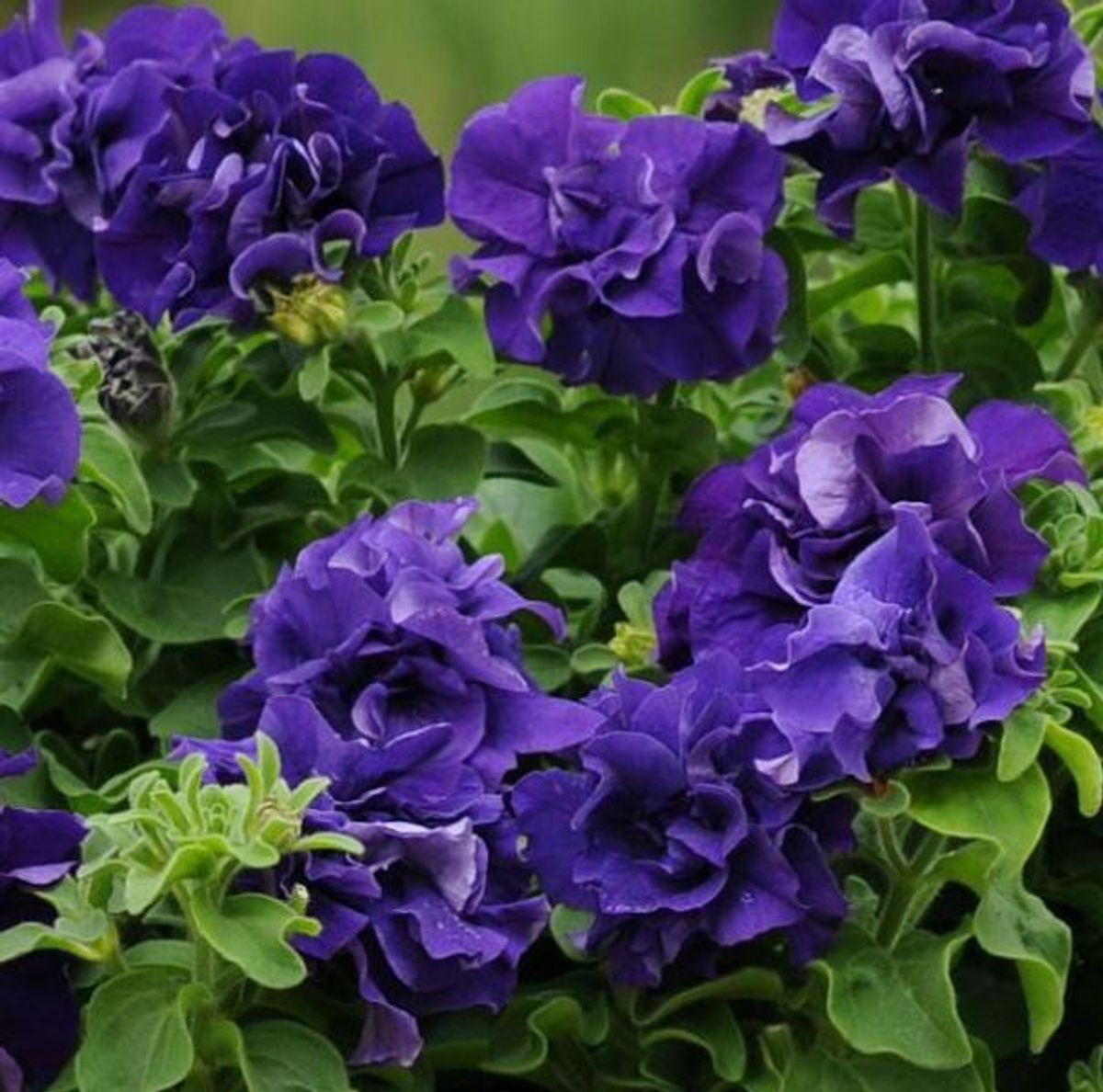 Petunia grandiflora Double Cascade Blue -Frø-