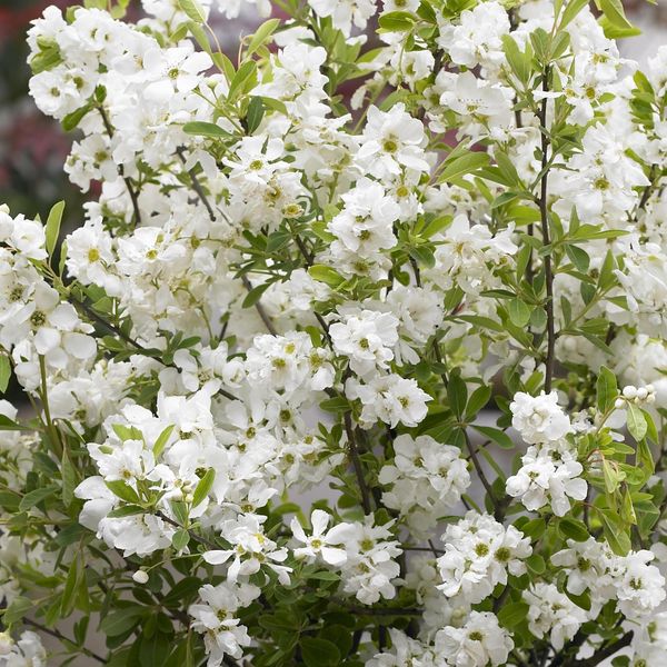 Hovedbilde Exochorda racemosa Niagara. Perleblomst - 1 ...