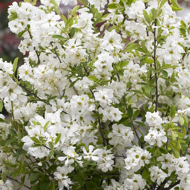 Exochorda racemosa Niagara. Perleblomst - 1 plante i 9 cm potte