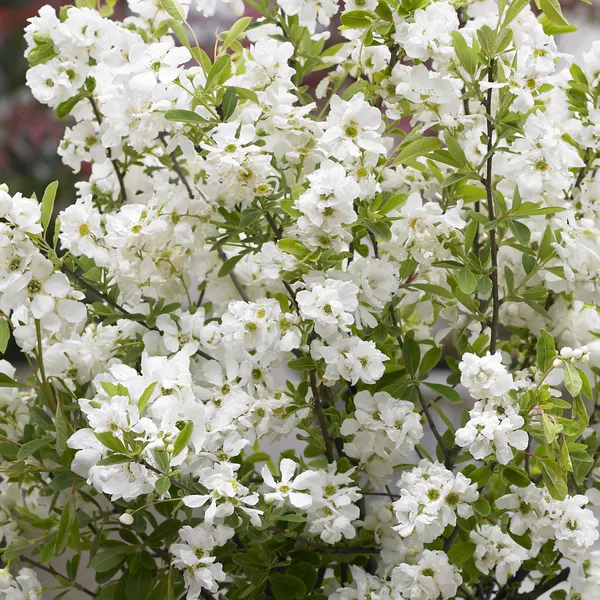 Hovedbilde Exochorda racemosa Niagara. Perleblomst - 1 ...