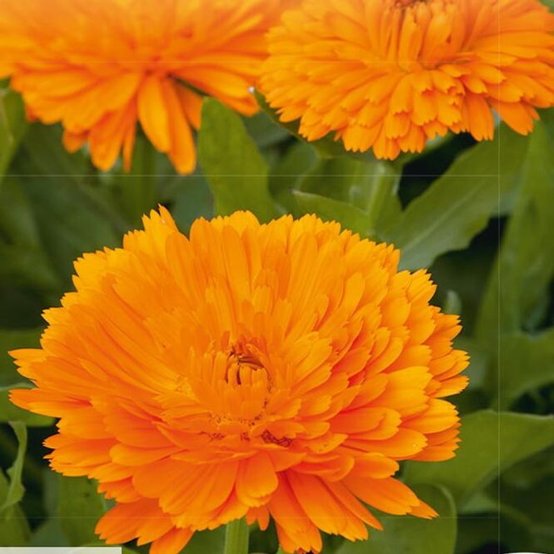 Calendula officinalis Orange King - Frø - Ringblomst