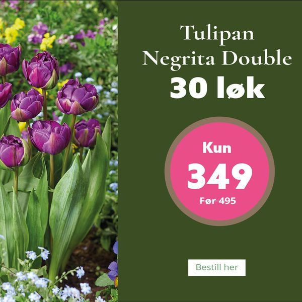 Hovedbilde Tulipan Negrita Double - 30 løk