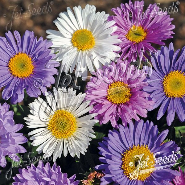 Hovedbilde Aster alpinus Formula Mix - Frø -