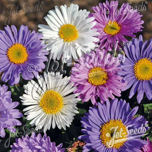 Hovedbilde Aster alpinus Formula Mix - Frø -