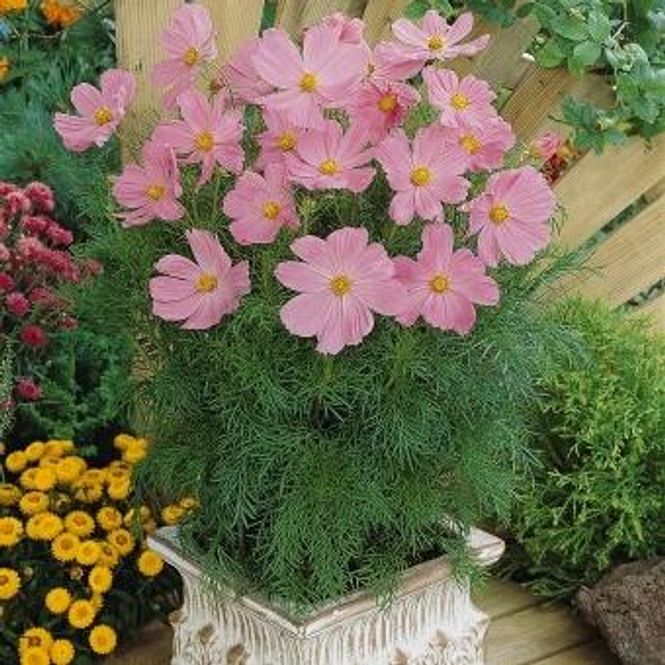 Hovedbilde Cosmos bipinnatus sonata pink. Pyntekorg - Frø -