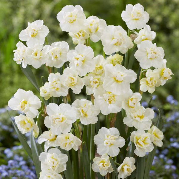 Hovedbilde Påskelilje Cheerfulness - 15 løk 