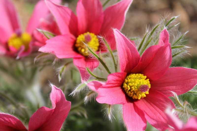 Pulsatilla vulgaris Red Bells. Kubjelle -Frø-