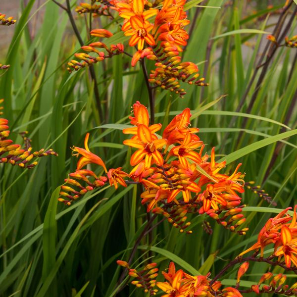 Hovedbilde Montbretia Firestarter - 3 løk