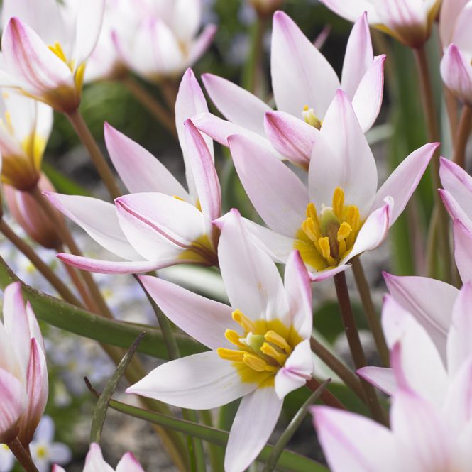 Hovedbilde Tulipan Hilde - 7 løk
