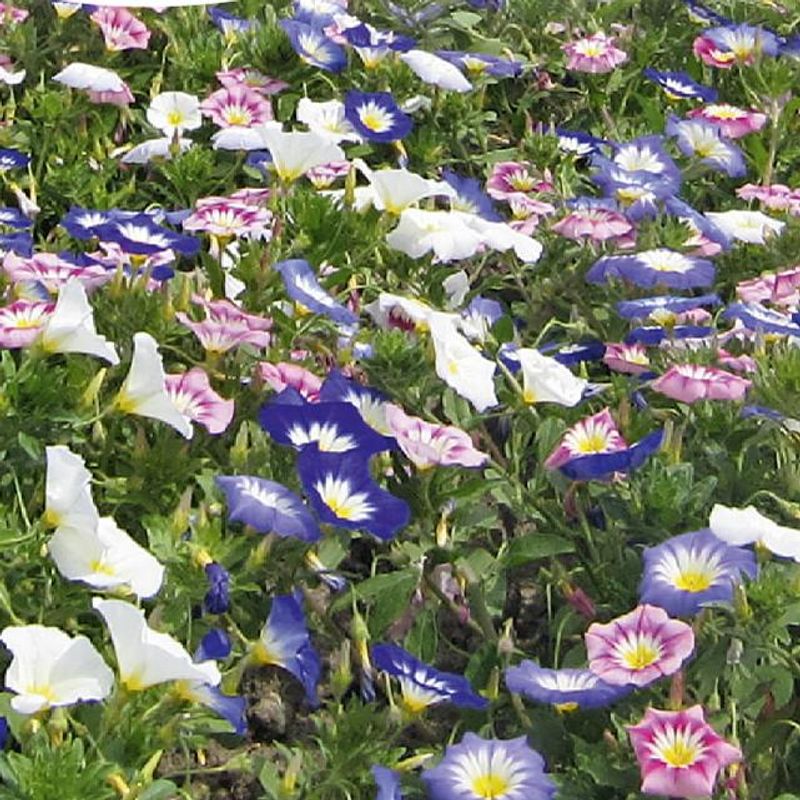 Convolvulus tricolor Mix -Frø- Trikolorvindel