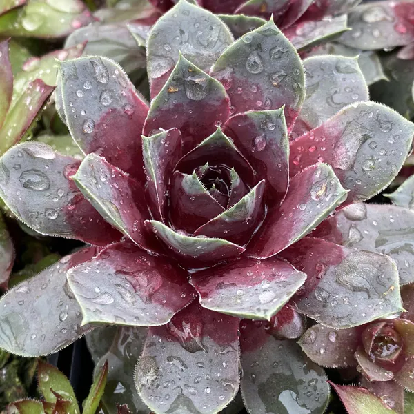 Hovedbilde Sempervivum hybrid Giants Steel Appeal. Takløk  1 ...