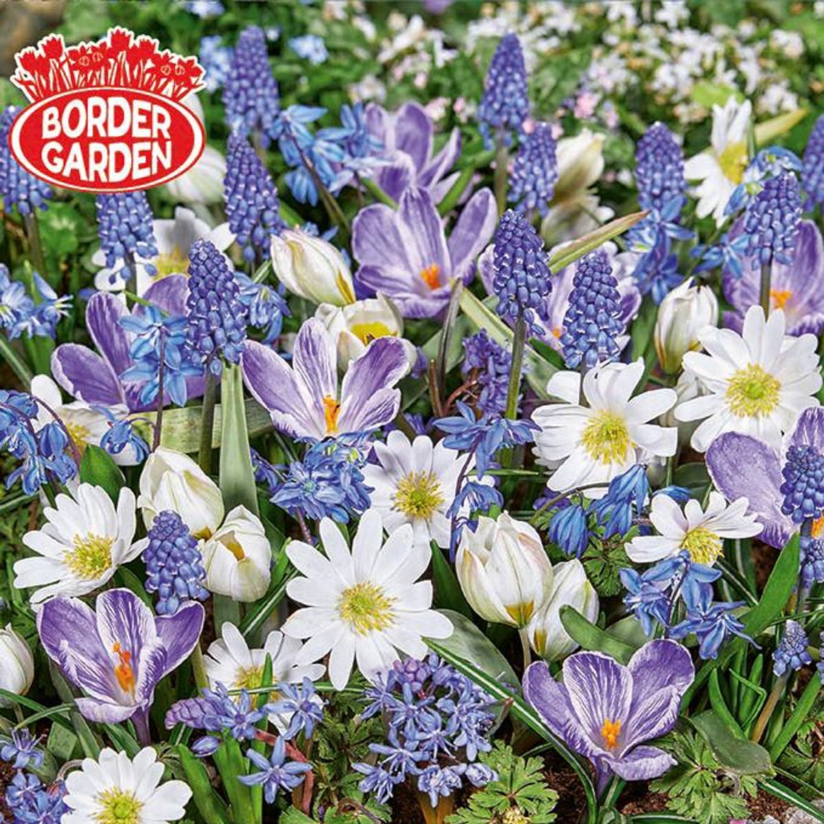 Sweet Little Birds. Krokus, Muscari,  Anemone, Scilla - 40 løk