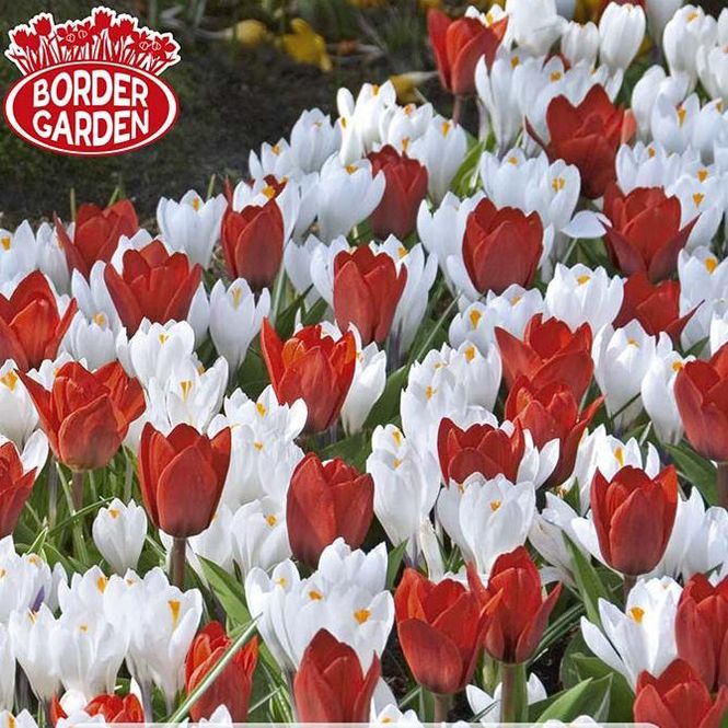 Hovedbilde Fire & Frost. Tulipan og krokus i blanding - 20 ...