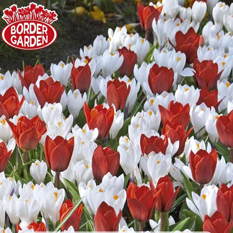 Fire & Frost. Tulipan og krokus i blanding - 20 løk