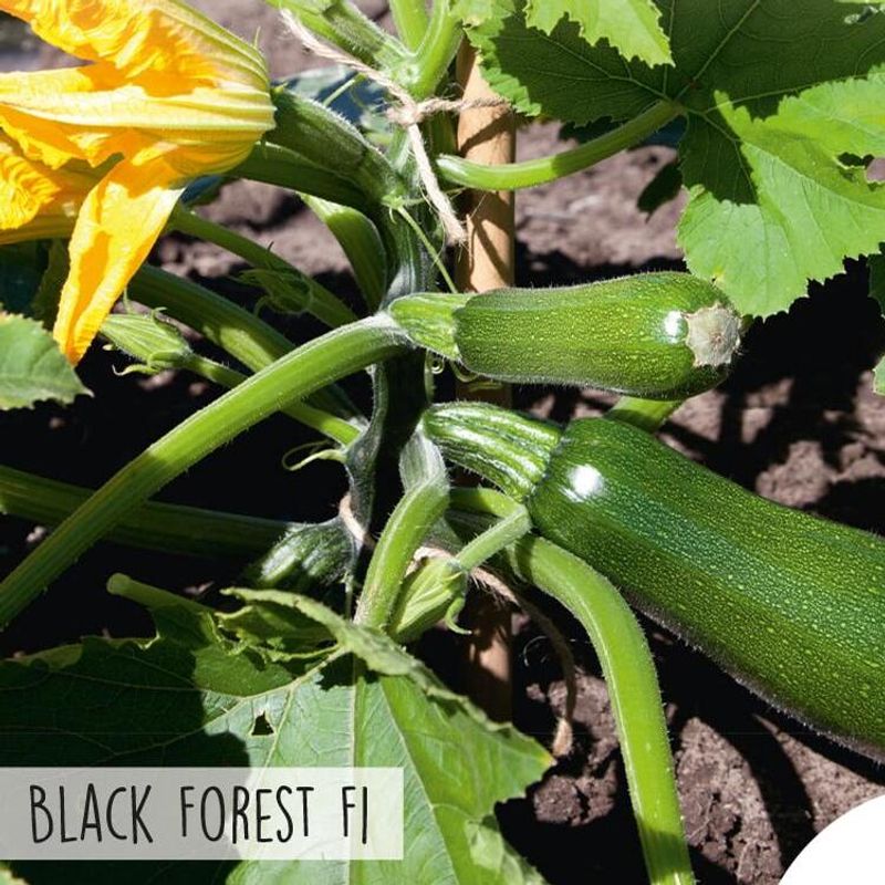 Squash Black Forest F1 -Frø-