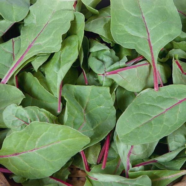 Hovedbilde Spinat Red Kitten F1 -Frø-