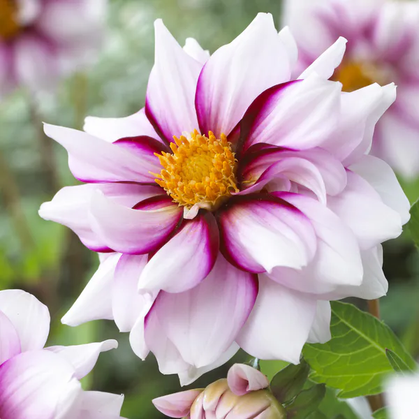 Hovedbilde Dahlia Edge of Joy - 1 knoll