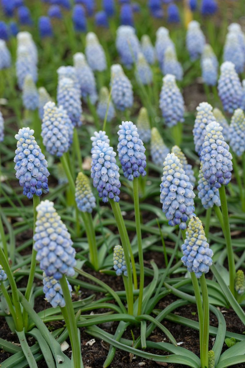 Muscari Manon - 15 løk