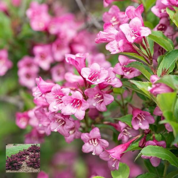 Bilde av WEIGELA florida Rumba. Klokkebusk - 1 plante