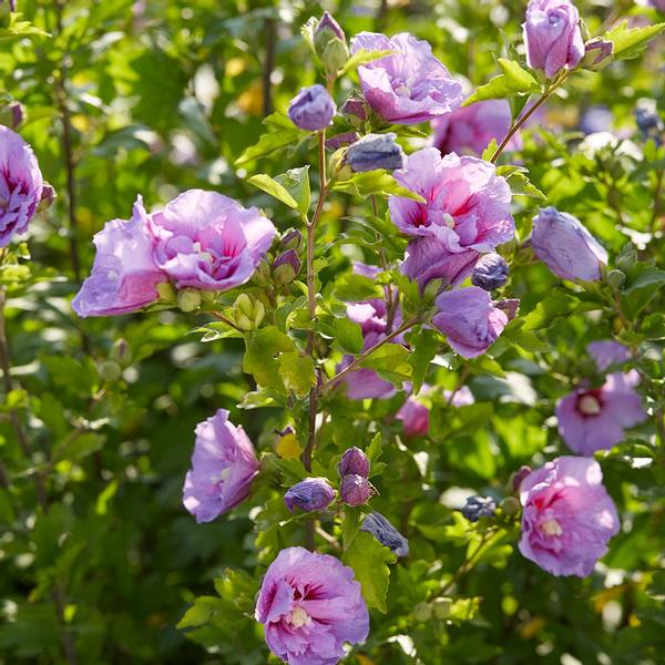 Bilde av HIBISCUS syriacus Lavender Chiffon.