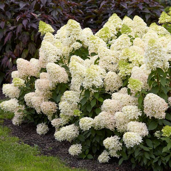 Bilde av HYDRANGEA paniculata Skyfall. Syrinhortensia - 1