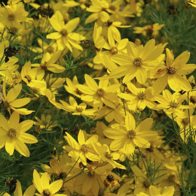 Hovedbilde Coreopsis verticillata Zagreb. Kransvakkerøye - 1 ...