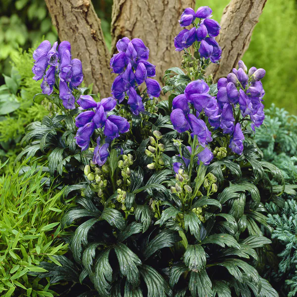 Hovedbilde Aconitum carmichaelii Arendsii. Hjelm -Frø-