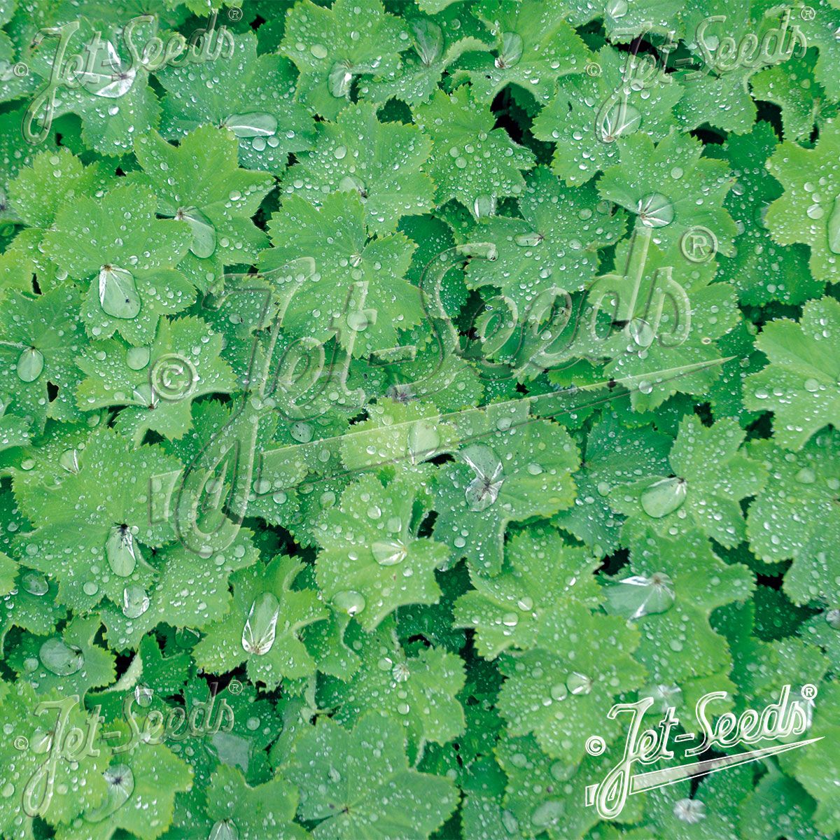 Alchemilla mollis Select Ladys Mantle. Praktmarikåpe - Frø -
