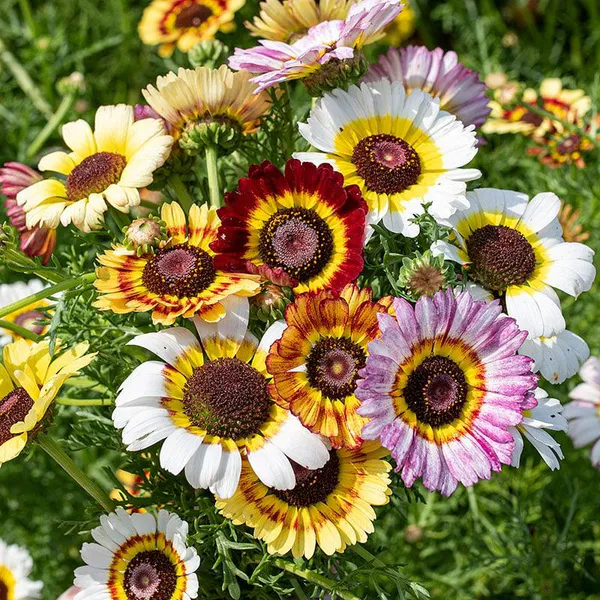 Hovedbilde Chrysanthemum carinatum Rainbow Mix. Margeritt - ...