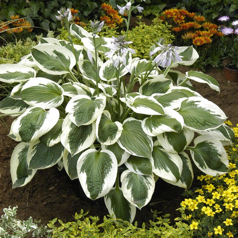 Hosta Patriot - 1 rot