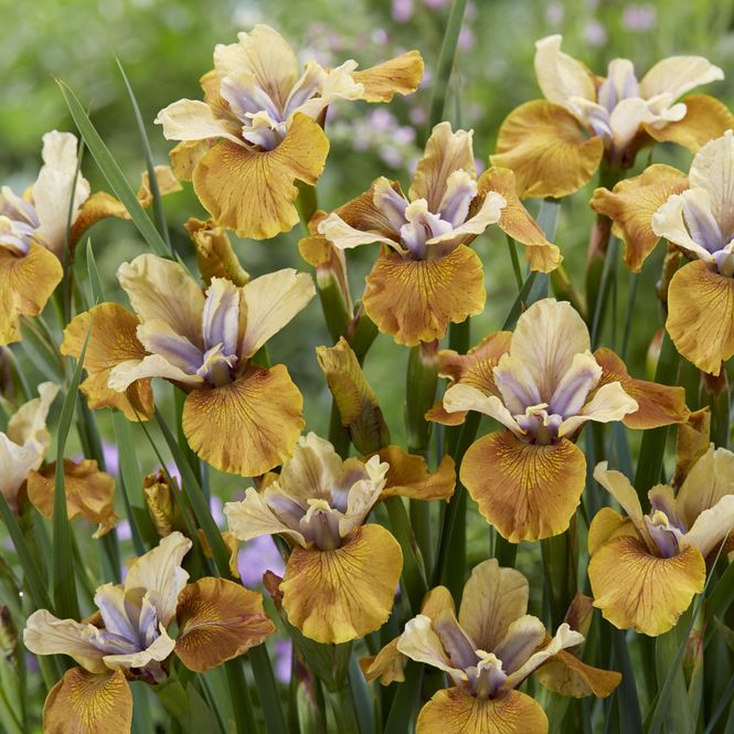 Hovedbilde Iris sibirica Colonel Mustard. Sibiriris. 1 rot