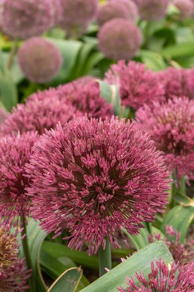 Hovedbilde Allium Nevskianum  - 2 løk