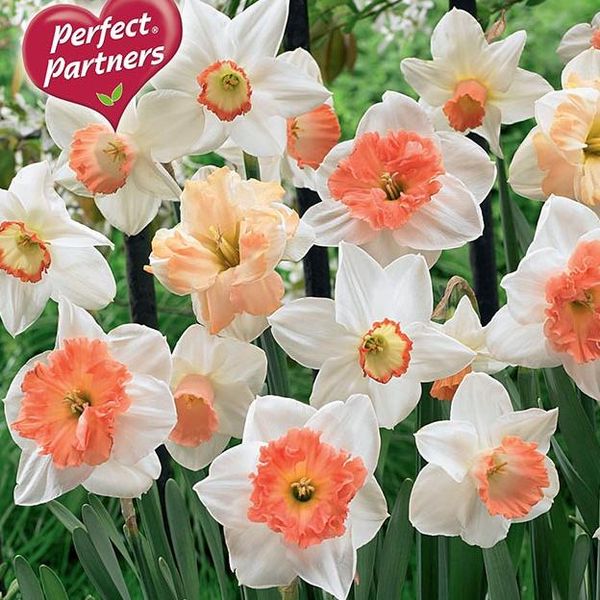 Hovedbilde Påskelilje-blanding Pink Blend - 10 løk