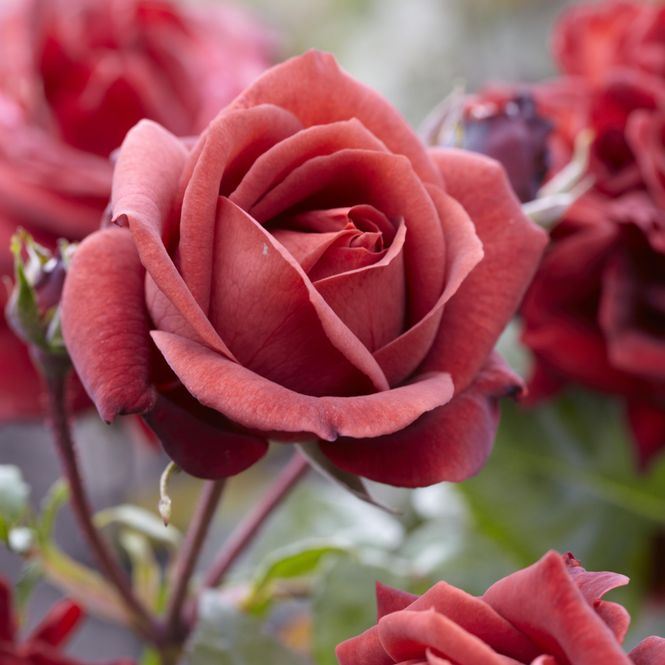 Hovedbilde Rose Terracotta. Buskrose/Stilkrose.