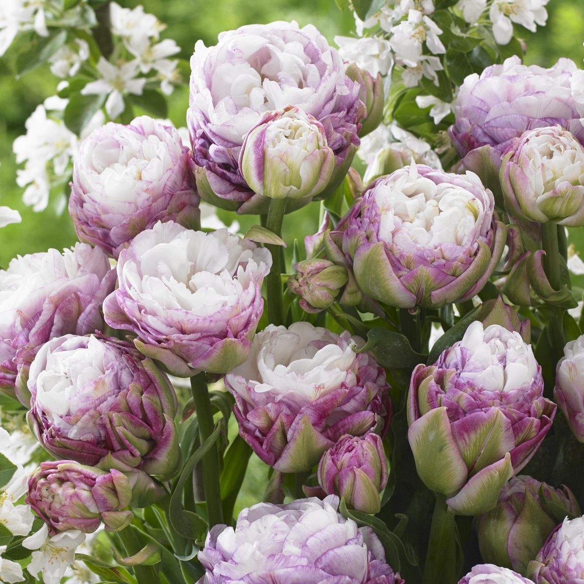 Tulipan Peggy Wonder - 3 løk