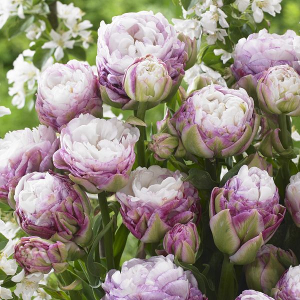 Hovedbilde Tulipan Peggy Wonder - 3 løk