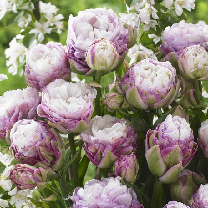 Hovedbilde Tulipan Peggy Wonder - 3 løk