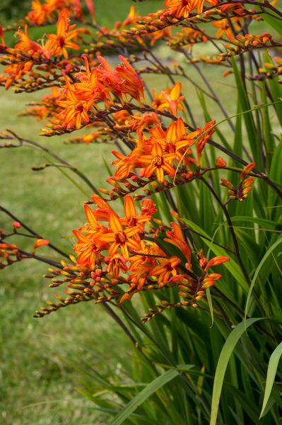 Hovedbilde Montbretia Firestarter - 3 løk