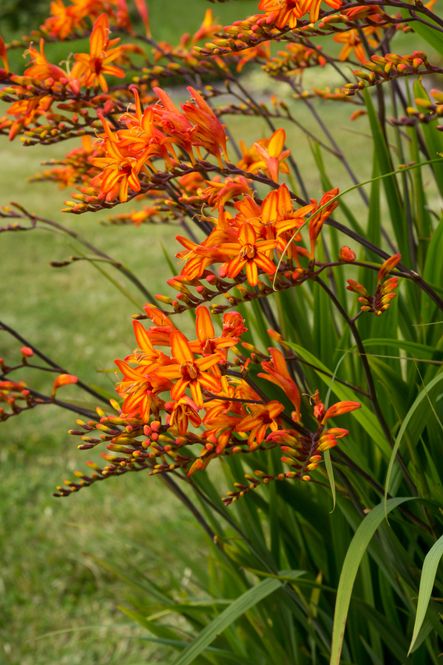 Hovedbilde Montbretia Firestarter - 3 løk