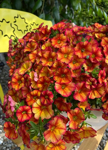 Hovedbilde Calibrachoa Bakari orange. Mini-Petunia  1 plante ...