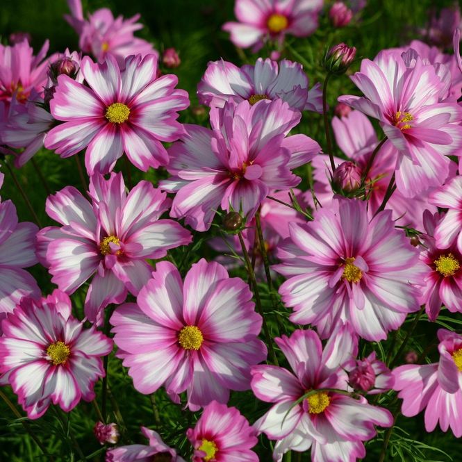 Hovedbilde Cosmos bipinnatus Capriola -Frø- Pyntekorg