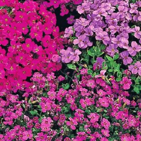 Hovedbilde Aubrieta Hyb. Mix -Frø-Hagepute